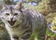 Aggressive Cat Behavior: Causes and How to Calm an Angry Cat 4 Aggressive Cat Behavior: Causes and How to Calm an Angry Cat