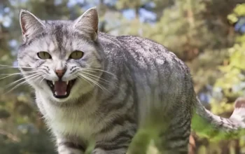 Aggressive Cat Behavior