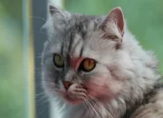 Cat Hair Shedding Solutions: How to Stop Excessive Fur Loss Naturally 10 Cat Hair Shedding Solutions: How to Stop Excessive Fur Loss Naturally