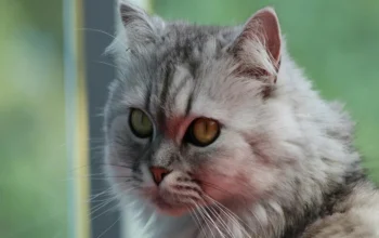 Cat Hair Shedding