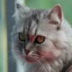 Cat Hair Shedding