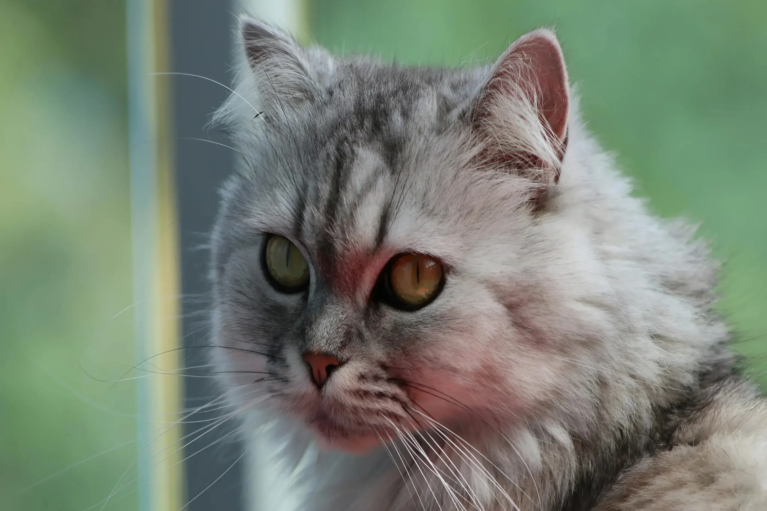 Cat Hair Shedding