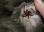 How to Clean Your Cat’s Ears Safely and Easily at Home