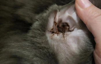 Clean Your Cat's Ears