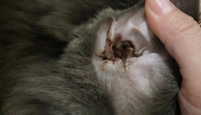How to Clean Your Cat’s Ears Safely and Easily at Home
