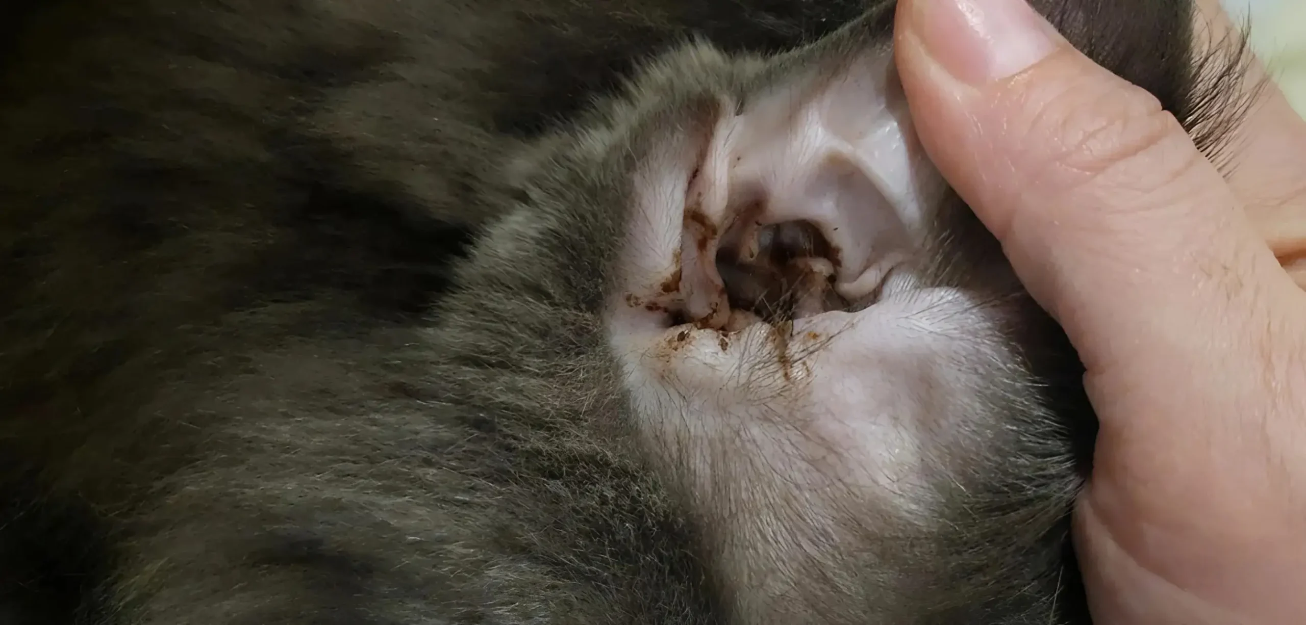 Clean Your Cat's Ears