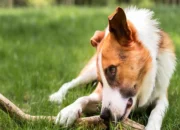 Dog Anemia: Causes, Symptoms, and How to Treat It 10 Dog Anemia: Causes, Symptoms, and How to Treat It
