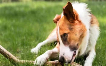 Dog Anemia