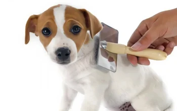 Dog Hair Loss