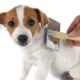 Dog Hair Loss
