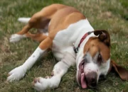 Dog Health Mistakes: 10 Everyday Habits That Could Harm Your Pet 9 Dog Health Mistakes: 10 Everyday Habits That Could Harm Your Pet