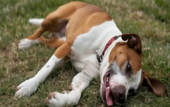 Dog Health Mistakes