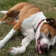 Dog Health Mistakes