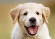 Dog Trauma Recovery: How to Help Your Pup Heal and Trust Again 9 Dog Trauma Recovery: How to Help Your Pup Heal and Trust Again