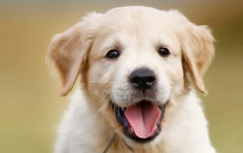 Dog Trauma Recovery