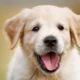 Dog Trauma Recovery
