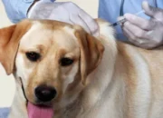 Dog Vaccination Schedule Every Pet Parent Should Know 9 Dog Vaccination Schedule Every Pet Parent Should Know