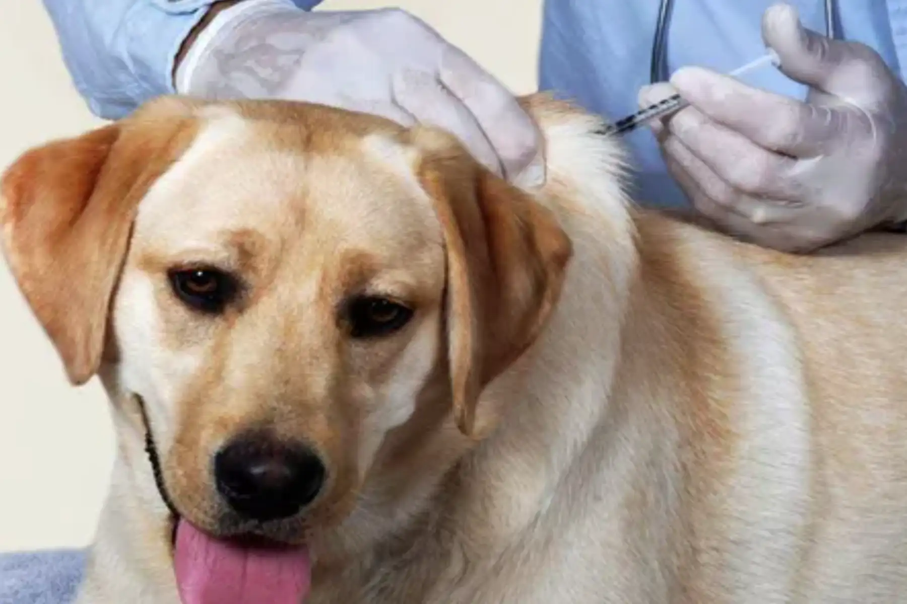 Dog Vaccination Schedule Every Pet Parent Should Know 1 Dog Vaccination Schedule Every Pet Parent Should Know
