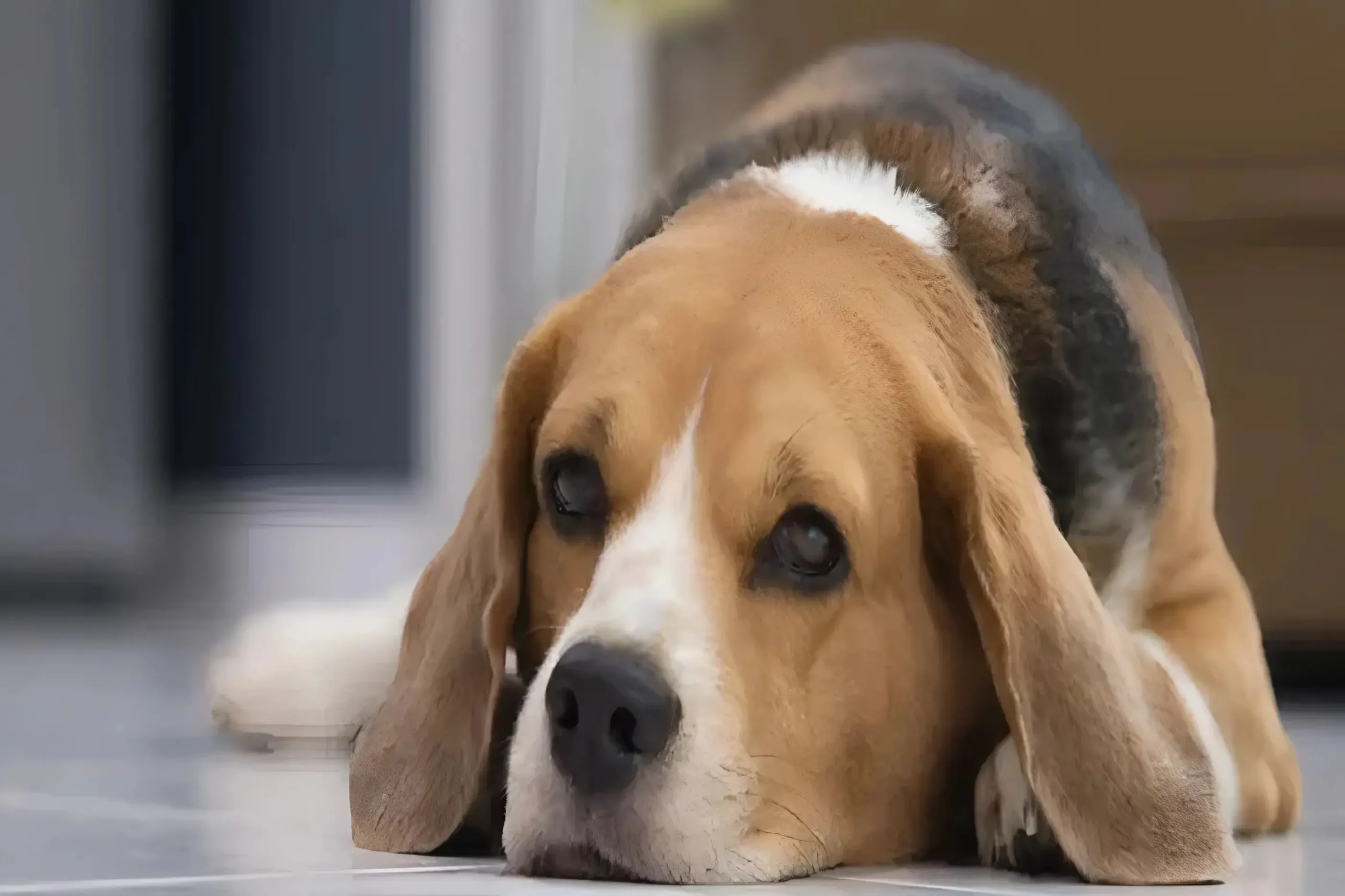 Dog a Worming Tablet