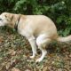 How to Treat Dog Diarrhea at Home