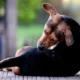Natural Remedies for Dog Itching That Actually Work