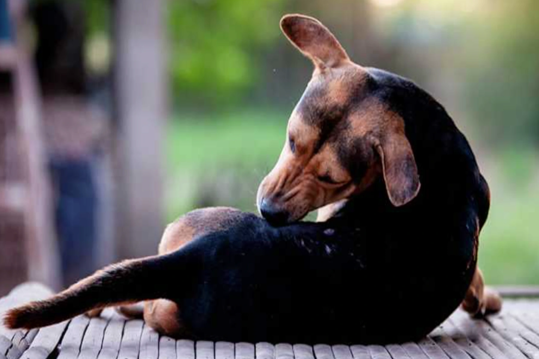 Natural Remedies for Dog Itching That Actually Work