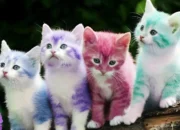 Pet Hair Dye Dangers: What Vets Say About Coloring Your Pet's Fur 6 Pet Hair Dye Dangers: What Vets Say About Coloring Your Pet’s Fur
