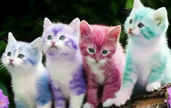 Pet Hair Dye Dangers