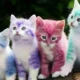 Pet Hair Dye Dangers