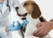 Puppy Vaccination Schedule Explained for New Dog Owners 10 Puppy Vaccination Schedule Explained for New Dog Owners