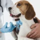 Puppy Vaccination Schedule