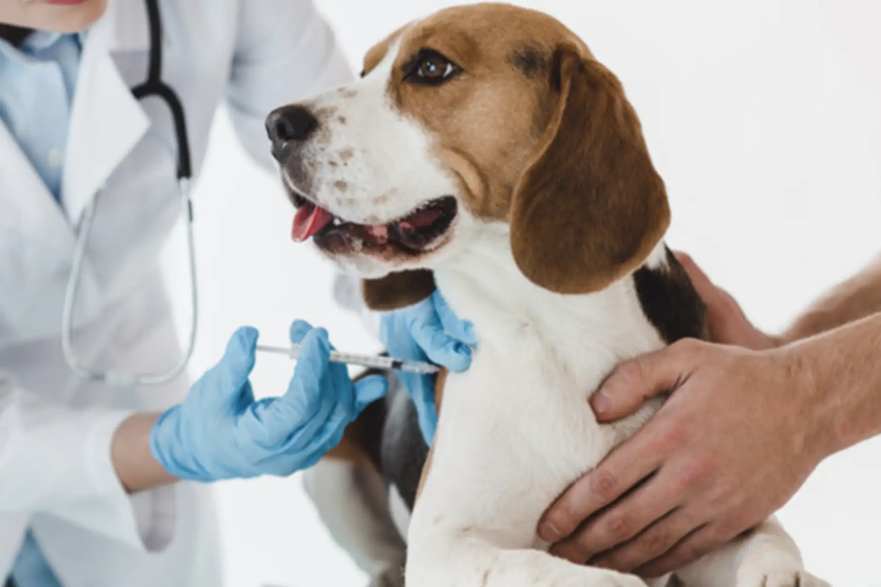 Puppy Vaccination Schedule