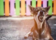 Rabies in Dogs: Symptoms and Why It Can’t Be Cured 6 Rabies in Dogs: Symptoms and Why It Can’t Be Cured