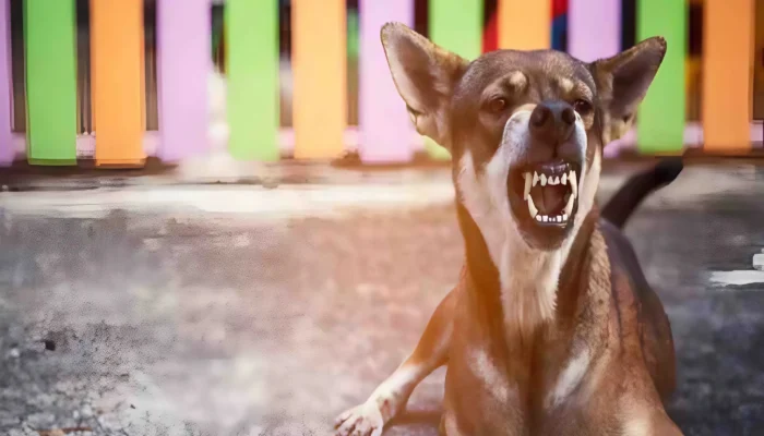Rabies in Dogs: Symptoms and Why It Can’t Be Cured