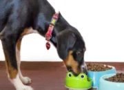 Raw Diet for Dogs: Is It the Right Choice for Your Pet? 8 Raw Diet for Dogs: Is It the Right Choice for Your Pet?