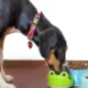 Raw Diet for Dogs
