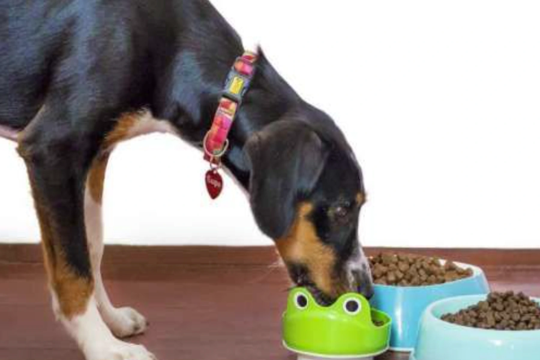 Raw Diet for Dogs: Is It the Right Choice for Your Pet? 1 Raw Diet for Dogs
