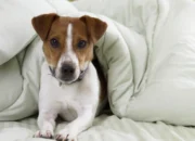 Recognizing Canine Parvovirus Symptoms Before It's Too Late 7 Recognizing Canine Parvovirus Symptoms Before It’s Too Late