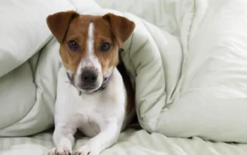 Recognizing Canine Parvovirus Symptoms