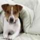 Recognizing Canine Parvovirus Symptoms