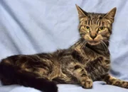 Why Is My Cat So Skinny Even If It Eats a Lot? 6 Vet-Backed Causes You Should Know 8 Why Is My Cat So Skinny Even If It Eats a Lot? 6 Vet-Backed Causes You Should Know