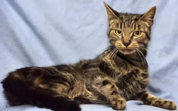 Skinny Cat