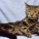 Skinny Cat